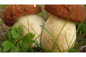 Due funghi attaccati che spuntano dal terriccio tra erbette